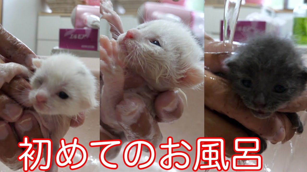 【子猫】３匹の子猫をお風呂に入れてみた