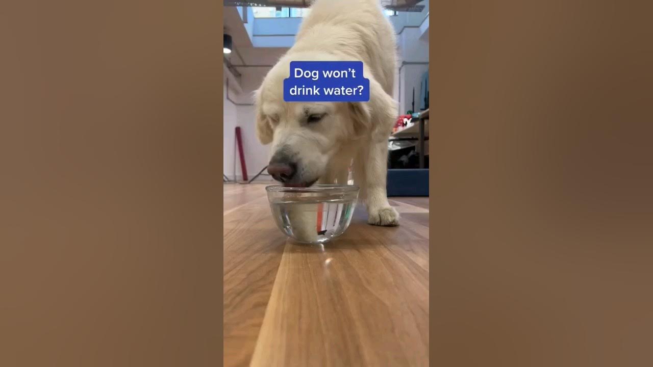 My Dog Won't Drink Water, What Do I Do?