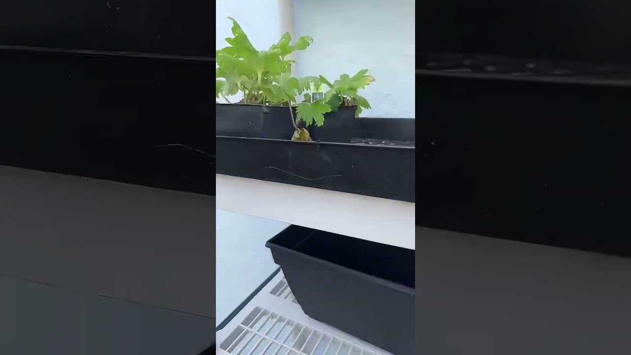 Calling all san diego gardeners 