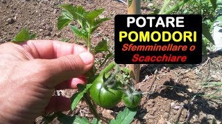 POTATURA POMODORO O SFEMMINELLATURA, come sfemminellare correttamente