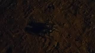 Baboon Spider after dark at Game Reserve, South Africa, 2019-04-29 screenshot 5