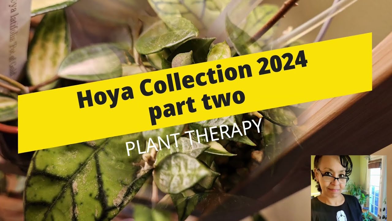 Hoya Collection 2024 | Part two | Plant Therapy