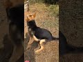 #dog #viralvideo #germanshepherd #topbreed #dogtype #shortsvideo #shortsviral #shots #activdog#bts