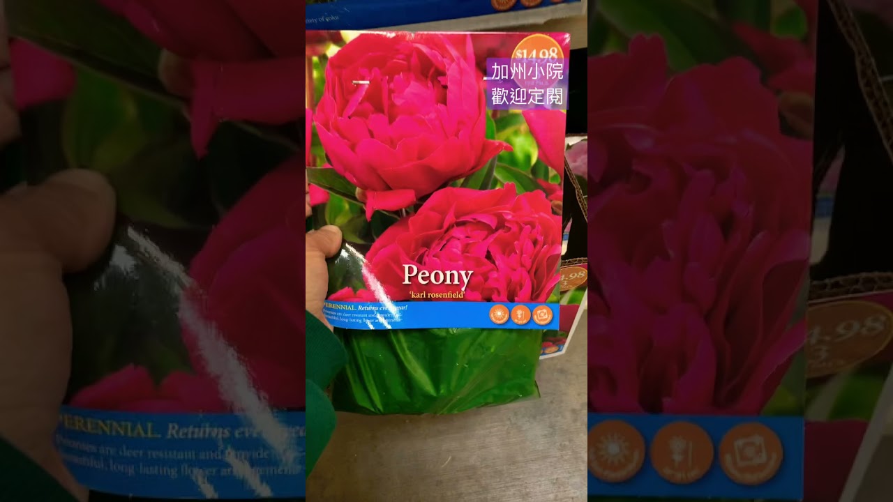 Home depot Peony and Lili flower roots