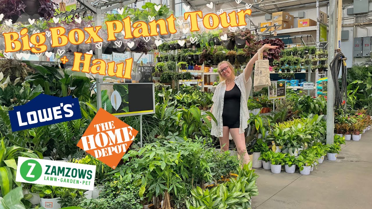 Let's Go Big Box Store Plant Shopping! LOADED SELECTION, and we FOUND A