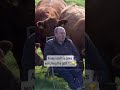 Moooving day in Ireland 😅🐄