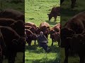 Moooving day in Ireland 😅🐄