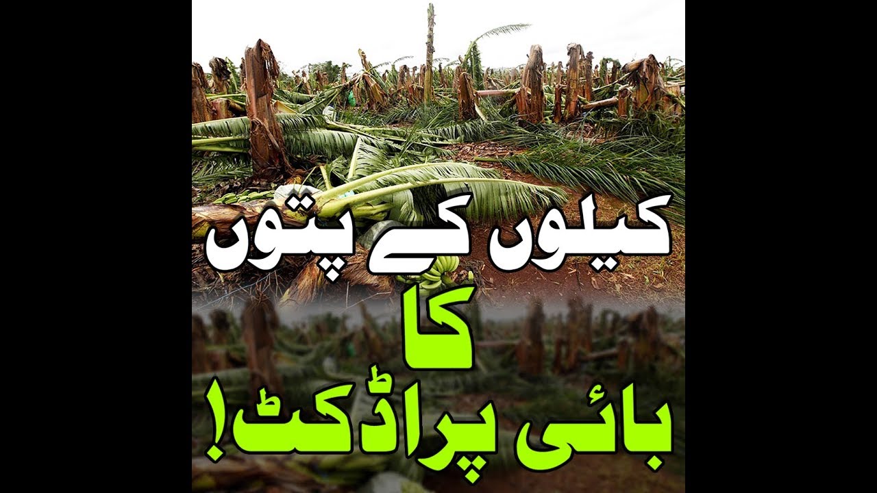 کیلے کے پتوں کا بائی پراڈکٹ By product of banana leaves in urdu YouTube