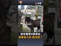 【生活】迷你馬第3度逃出 悠閒逛大街 飼主慘了