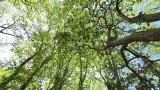 Download Lagu Toshihiko Mori - Mau MP3