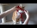 Oszi felveszi a hámot - How to put a Harness on a Cat