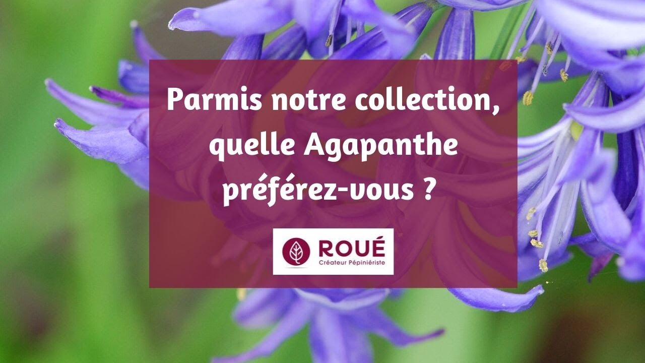 Collection Agapanthes Roué Pépinières