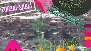 Zorzal Sabiá (Turdus leucomelas) - Aprendiendo a forrajear.