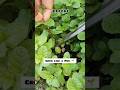Grow mint like a pro 🌱/#shorts #ytshorts #mint #garden #gardening