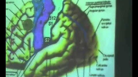 Brain Functional Areas 2-Parietal Lobe - Sanjoy Sanyal