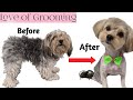 Grooming - Shaving a Matted Yorkie Mix - Morkie- Yorkie Maltese Mix