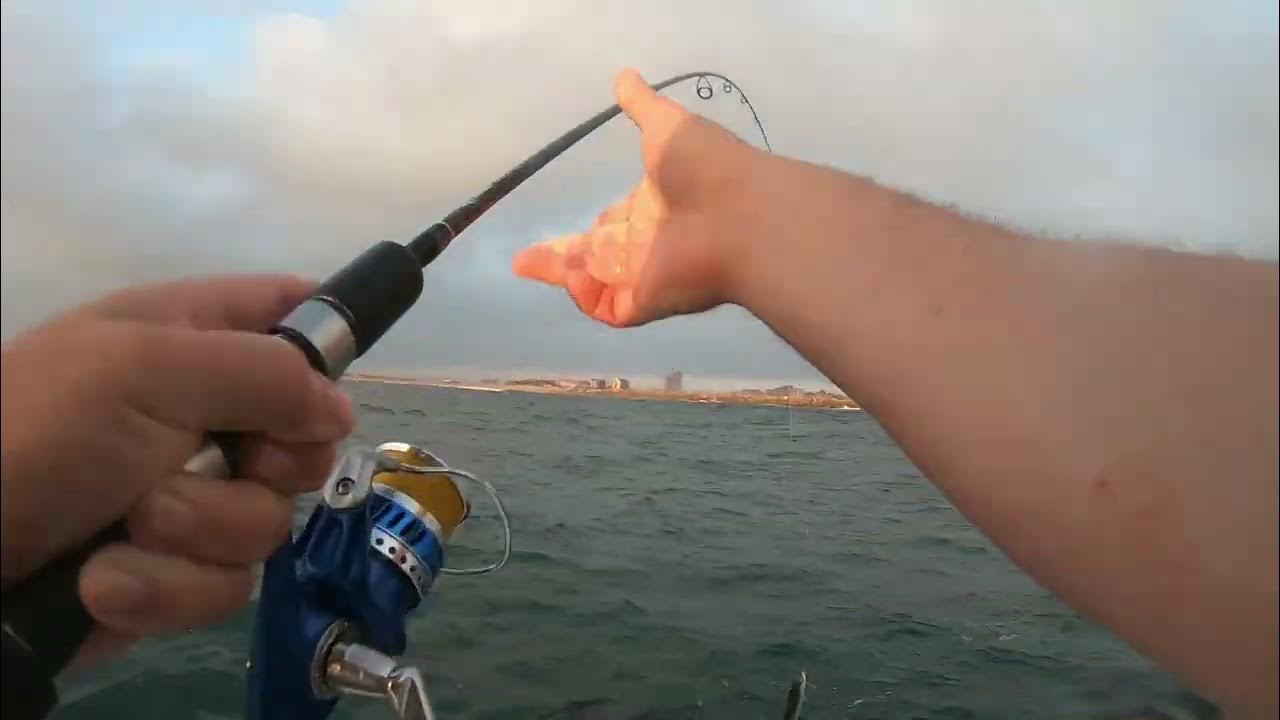 The Shad's are Back Catching bait offshore South pier Durban YouTube