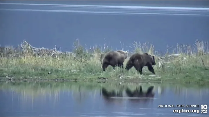 Best Friends 306 and 128 Grazer's Social Cub - August 29, 2022 (explore.org)