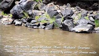 crocodile hunting wildebeest at mara river