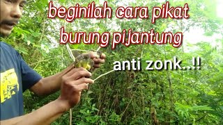 Cara Pikat Burung Pijantung Agar tidak Zonk