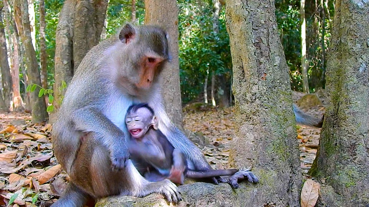 No Wondering! This Is New Tricking Of Baby Amina Trying To Ask Milk With Crying | @BuBuMonkeyTV