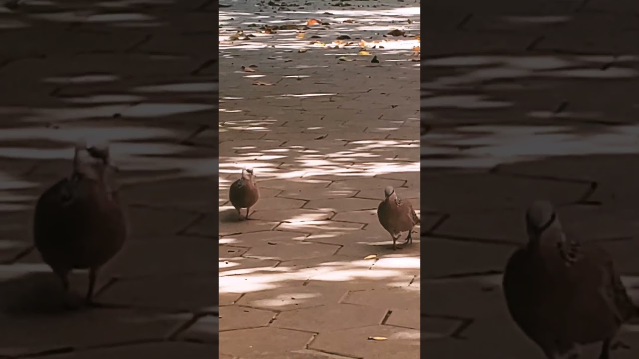 154_ Bird | Beautiful Doves 