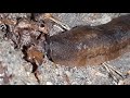 Slug drinking rainwater, Greater Kruger, South Africa