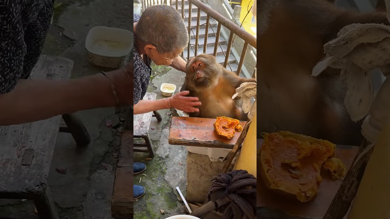 Grandma's old monkey