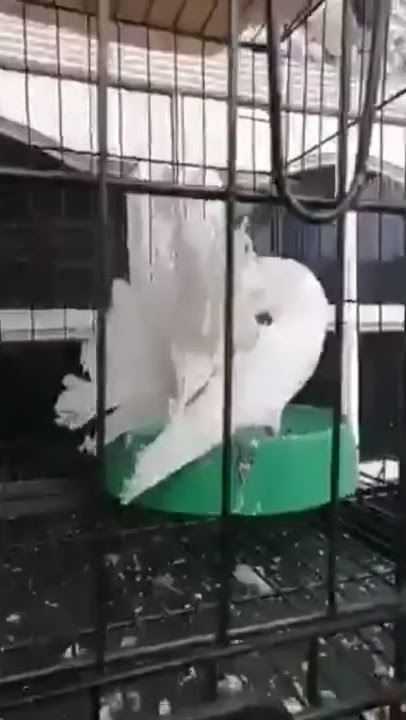 Burung merpati merak tercantik di dunia Warna putih