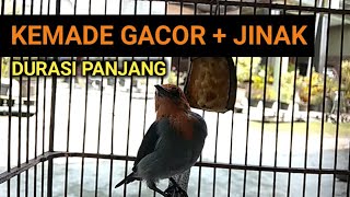 Masteran Burung Kemade Gacor Ini Ampuh Bikin Cit Keres / Cabai Jawa Bahan Cepat Bunyi Ngerol Ngalas