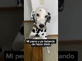 Mmm 😂😂 #dalmatas #perros #cachorrosdivertidos #humor