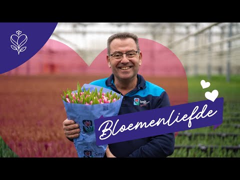video Tulpenkweker Arjan Smit: ‘Een tulp leeft, beweegt, opent zich’