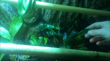 exo terra tank modification for a green tree python part 3