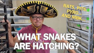 OVER 30 MINUTES of snakes hatching!