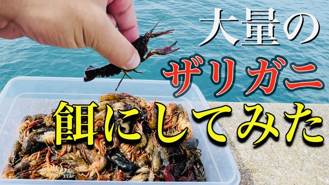 ザリガニで石鯛は釣れます イシガキダイ晩酌 Youtube ザリガニで石鯛は釣れます イシガキダイ晩酌 Youtube