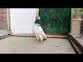 Single Pigeon Female No 1