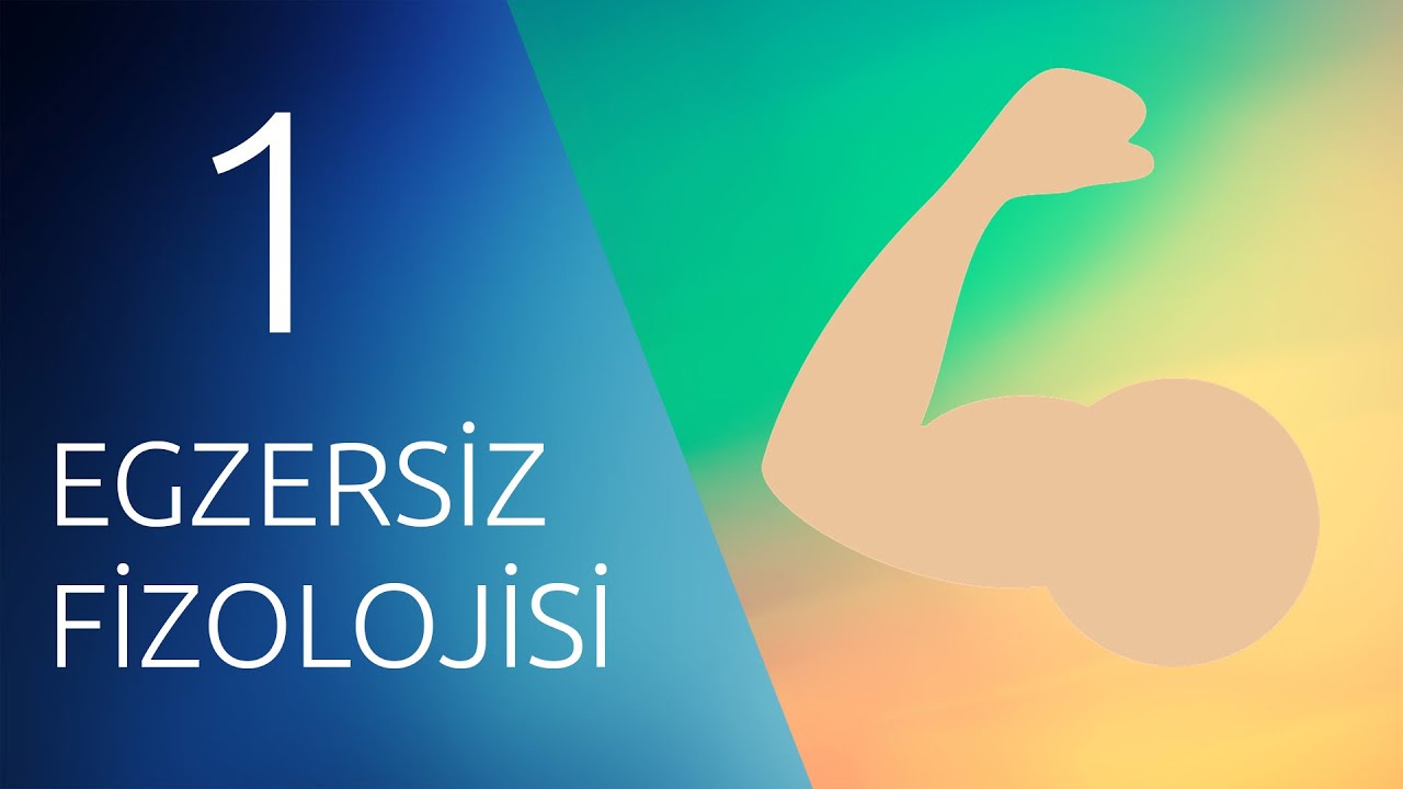 EGZERSİZ FİZYOLOJİSİ #1 #Kas #Yapısı