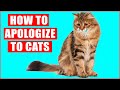 How to Apologize to Your Cat