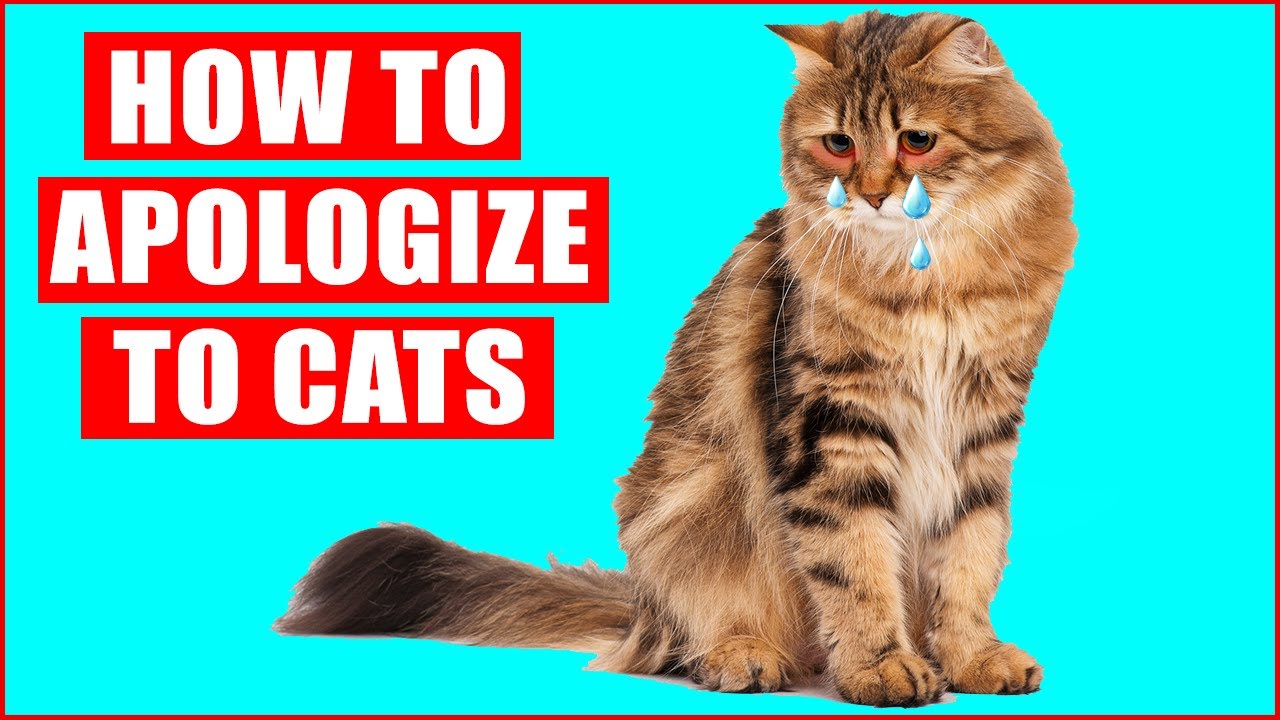 How do I apologize to a cat?