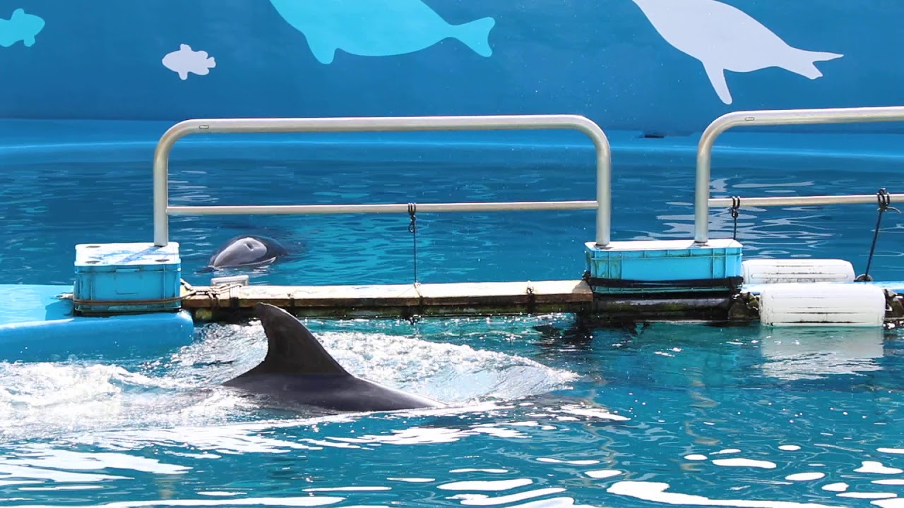 仙台うみの杜水族館　イルカアシカのパフォーマンス　201224 11:00〜