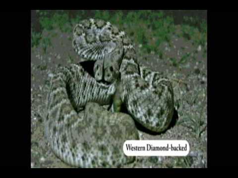 adventures of aladdin Arizona Snakes
