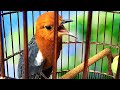 Anis Merah Gacor Rapat Full Isian Untuk Membangikitkan Emosi Biar Ngeplong Lanjut Teler Mp3 - Mp4 Download