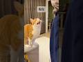 猫の甘え声、3年前より低くなった？のサムネイル