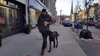 Great Dane Off Leash Training - Walking Shield K9 style