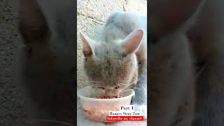part 4 #cute #cat #shorts #funny #youtubeshorts #youtube #subscribe #trending #shortvideo #foryou