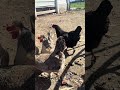 The Council Will Decide Your Fate ⚖️ #shorts #chickens #funnyanimals #backyardchickens #asmr #farm