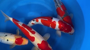 202110 SP-A984 Hiroi Nisai Selected Mix 42-47cm WYSIWYG