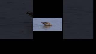 1 Shorebird to SEE this March! #birds #birdmigration #shorebirds #birdwatching #nature