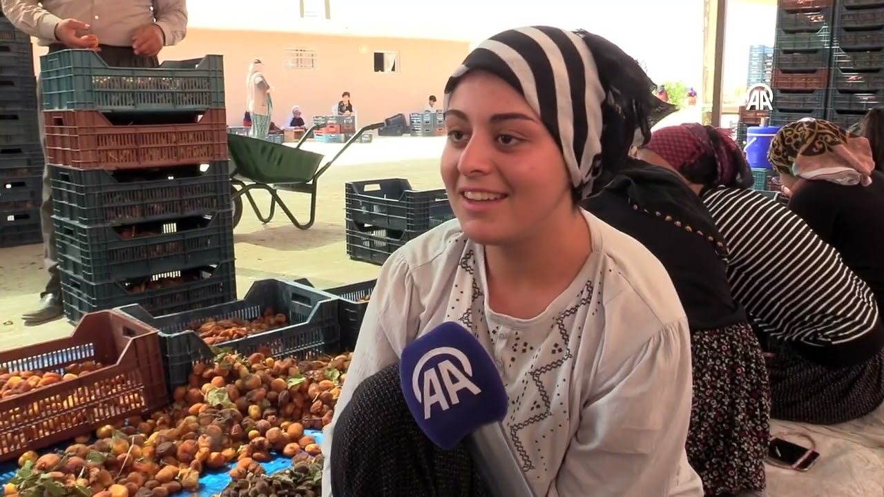 Mevsimlik Tarım İşçileri Malatya'da Kayısı Mesaisinde