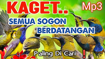 KAGET... DI SERBU PASUKAN SOGON SATU KAMPUNG ‼️pikat ampuh